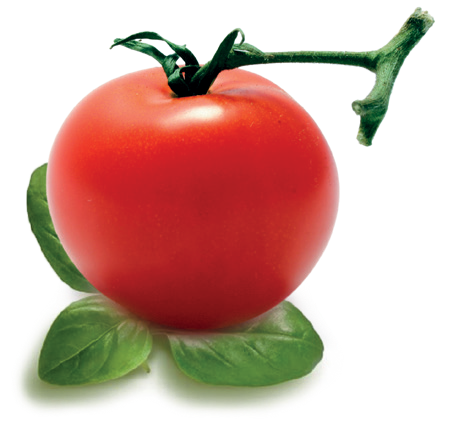 Tomate